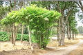 Bamboo Palm Seeds – Chamaedorea seifrizii Tropical Indoor & Outdoor Palm Plant, Green Foliage