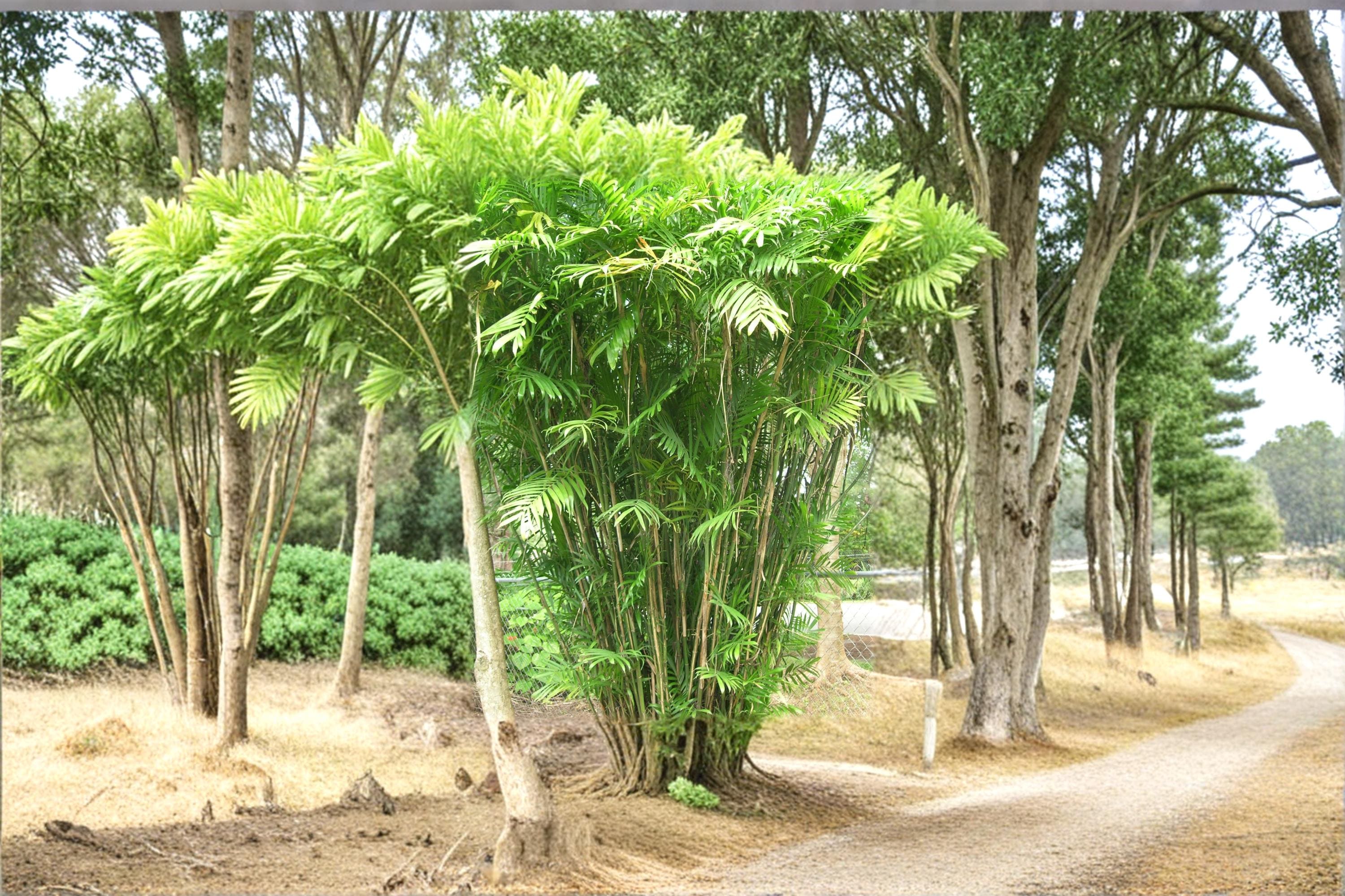 Bamboo Palm Seeds – Chamaedorea seifrizii Tropical Indoor & Outdoor Palm Plant, Green Foliage