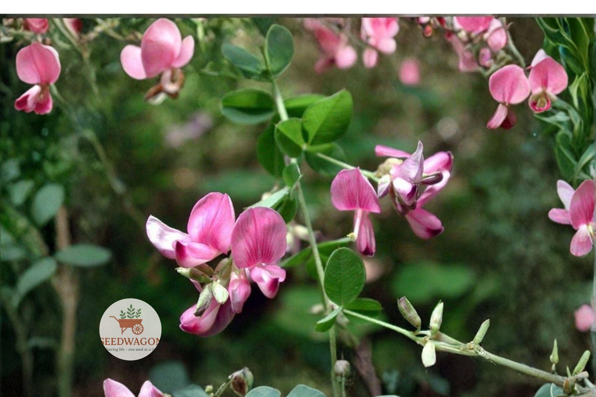 Korean Lespedeza Seeds - Annual Legume for Erosion Control, Wildlife Forage, Soil Improvement - Kummerowia stipulacea