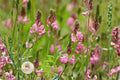 Sainfoin Shoshone Seeds - Perennial Legume for Pollinators & Soil Improvement - Onobrychis viciifolia