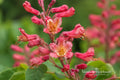 Red Buckeye Bare Root Plant – Aesculus pavia, Native Ornamental Tree with Bright Red Spring Flowers