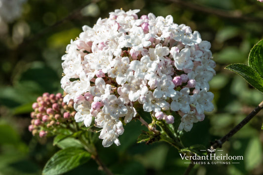 Mohawk Viburnum Bare Root Shrub – Viburnum × burkwoodii Fragrant Spring Blooms, Deciduous Flowering Plant