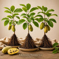 Pawpaw Tree Live Plants | Bare Root Asimina triloba Native Edible Fruit Trees | Heirloom, Non-GMO, Deciduous Garden Trees