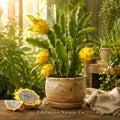 Yellow Pitaya Live Plant – Selenicereus megalanthus Starter, Climbing Cactus for Growing Yellow Dragon Fruit in Containers