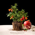Afganski Pomegranate Starter Plug - Punica granatum Cold-Hardy Edible Fruit Tree for Garden or Container