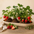 Chandler Strawberry Bare Roots – Live June-Bearing Fruit Plants, Heirloom, Non-GMO, Edible Berry Garden