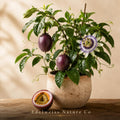 Possum Purple Passion Fruit Starter Plant | Self-Fertile Tropical Vine | Passiflora edulis Heirloom Non-GMO