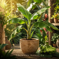 Dwarf Nam Wah Banana Plant Starter | Musa Edible Tropical Fruit Tree | Rooted Heirloom Non-GMO Garden Plant
