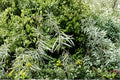 Coyote Willow Cuttings – Salix exigua Native Shrub for Erosion Control, Privacy Screen & Windbreak