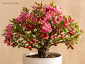 Roselow Crabapple Tree - Compact Flowering Malus spp. with White Blossoms & Red Fruit – Wildlife-Friendly Landscape Plant