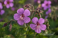 Big Root Geranium Plants – Geranium macrorrhizum Groundcover Perennial – Live Bare Root Plants, Purple-Pink Flowers, Hardy in Zones 4-8