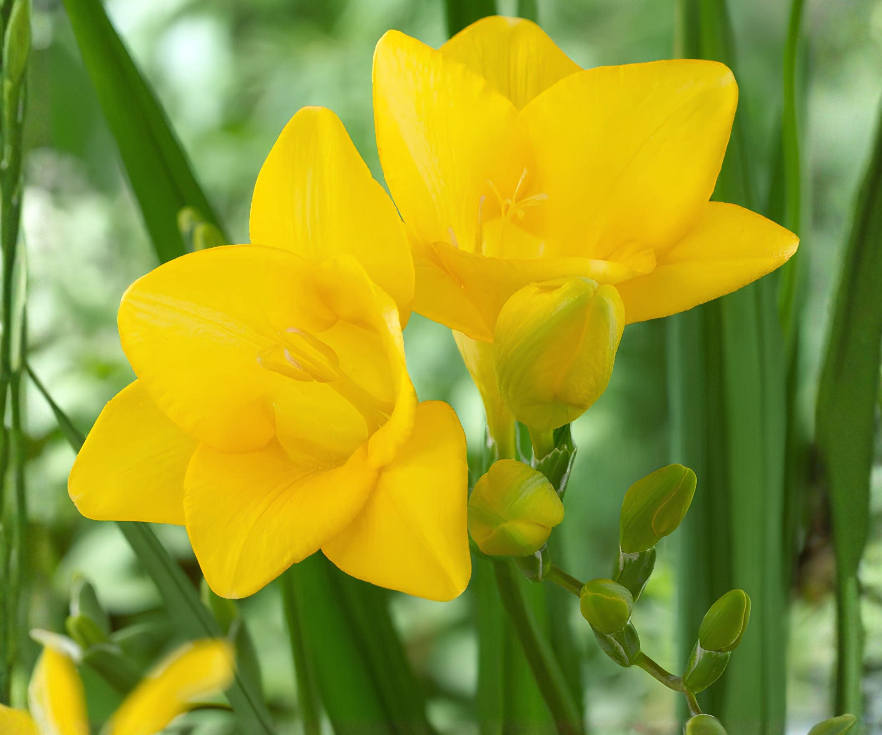 Freesia Single Yellow Bulbs – Fragrant Spring Flowers for Gardens & Bouquets – Freesia Hybrids