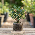 Top Hat Dwarf Blueberry Plant | Vaccinium angustifolium | Compact Edible Berry Shrub for Containers & Small Gardens