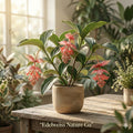 Royal Zenz Magnifica Medinilla Starter Plant | Tropical Flowering Houseplant | Exotic Pink Blooms | Medinilla magnifica