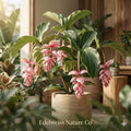 Royal Chandelier Medinilla Magnifica Starter Plant – Exotic Tropical Flowering Houseplant, Cascading Pink Flowers, Glossy Foliage