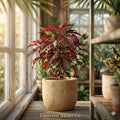 Mahogany Splendor Red Leaf Hardy Hibiscus Rooted Starter Plant – Exotic Foliage, Tropical Ornamental Hibiscus, Pollinator-Friendly Garden Plant