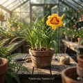 Red Eyed Stella Daylily Plants | 5 Bare Root Perennials with Vibrant Yellow & Red Centers | Hemerocallis reblooming flowers