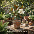 Southern Magnolia Tree Bare Root | 12-24 Inches | Fragrant White Flowers | Magnolia grandiflora