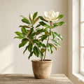 Southern Magnolia Tree | 12-24" Bare Root Magnolia grandiflora Evergreen Fragrant Flowering Live Plant