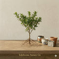 Sweet Mock Orange Shrub Bare Root Plant 12-24" | Fragrant White Blooms | Philadelphus coronarius Garden Plant