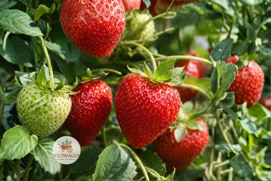 Jewel Strawberry Bare Root Plants – 5 Live Perennial Fruit Plants, Sweet Red Berries, Fragaria × ananassa