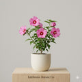 Pink Althea Rose of Sharon Hibiscus Bare Root Plant | 12-24" Pink Flowering Shrub | Hibiscus syriacus