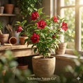 Red Althea Rose of Sharon Hibiscus Bare Root Plant | 12-24 Inch Ornamental Shrub | Hibiscus syriacus | Vibrant Red Flowers