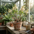 PeeGee Hydrangea Bare Root Shrub | 6-12 Inches | Panicle White Flowering Plant | Hydrangea paniculata Live Starter Plant