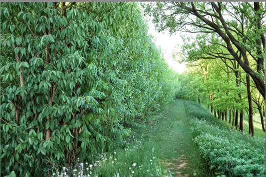 Live Aussie Willow Tree Plant – Hybrid Willow for Privacy, Shade & Windbreaks – Salix Hybrid