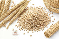 Barley Seeds for Planting – Cover Crop, Wildlife Habitat, Soil Improvement – Hordeum vulgare Grain Seed, 1 Pound