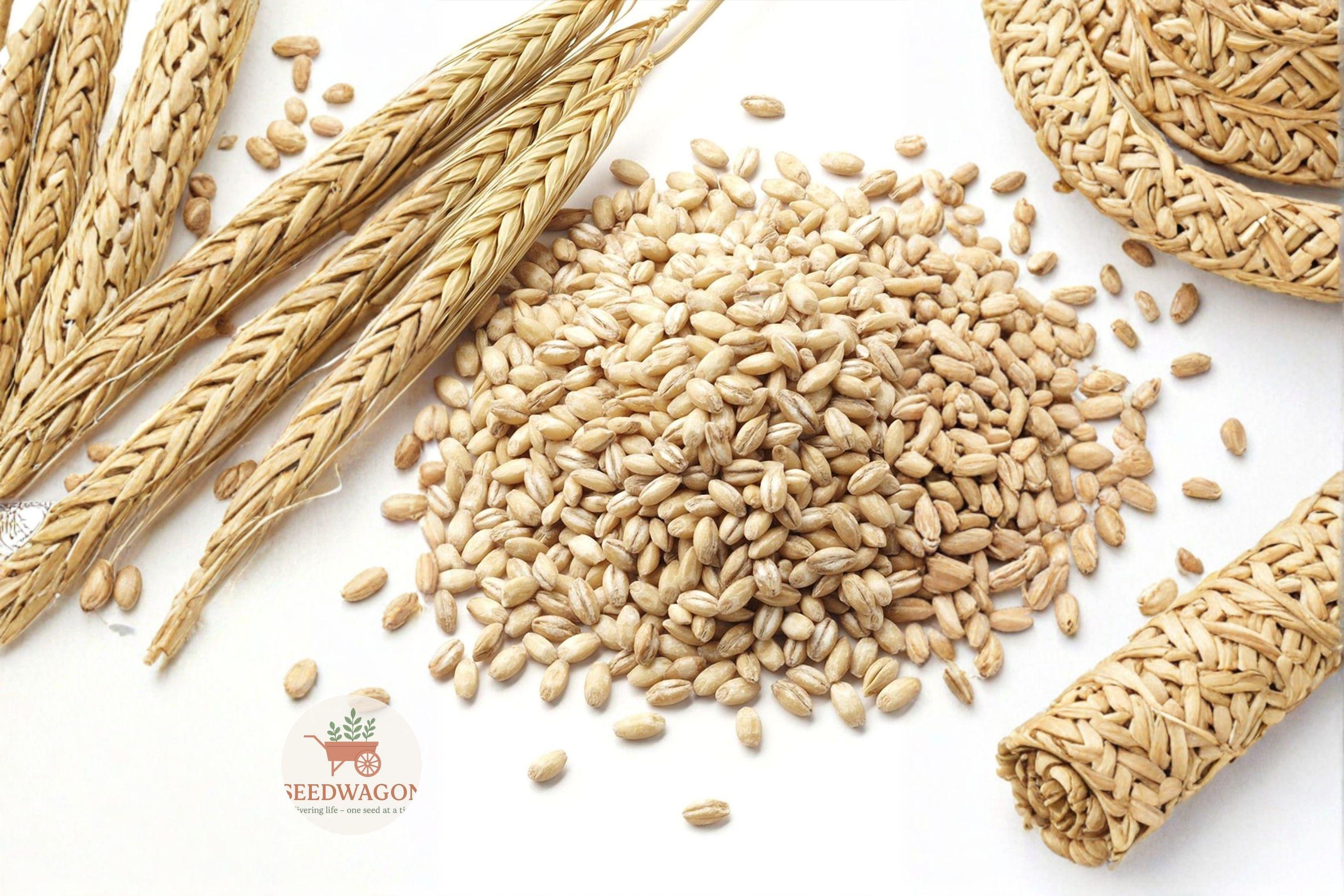 Barley Seeds for Planting – Cover Crop, Wildlife Habitat, Soil Improvement – Hordeum vulgare Grain Seed, 1 Pound