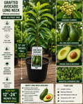 Grafted Long Neck Avocado Tree – Live Fruit Tree 12–24 Inches – Persea americana – Fresh Stock