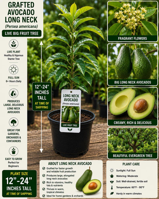 Grafted Long Neck Avocado Tree – Live Fruit Tree 12–24 Inches – Persea americana – Fresh Stock