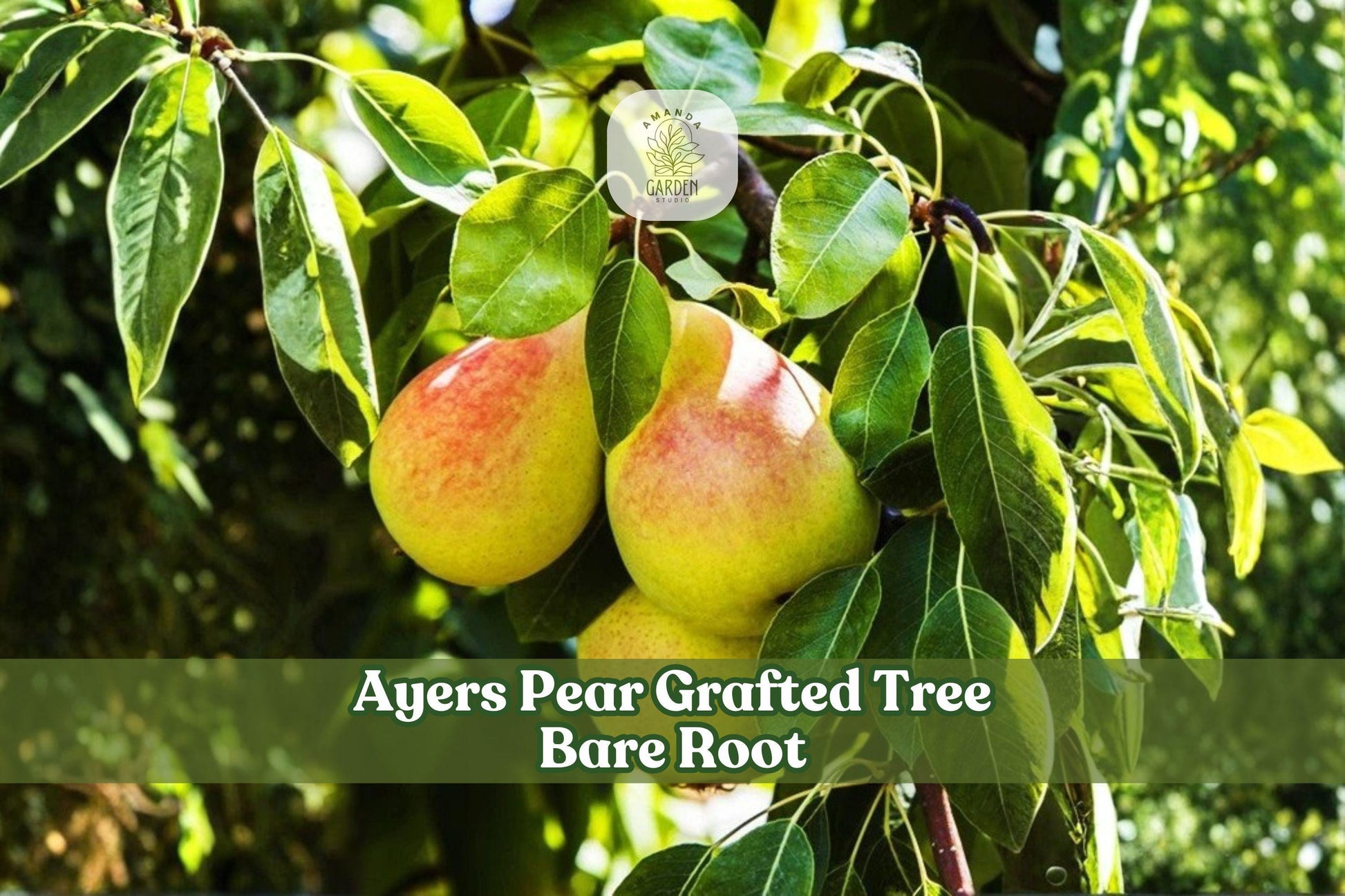 Ayers Pear Grafted Tree – Bare Root Fruit Tree for Gardens, Edible Landscapes, Backyard Orchards, Pyrus communis