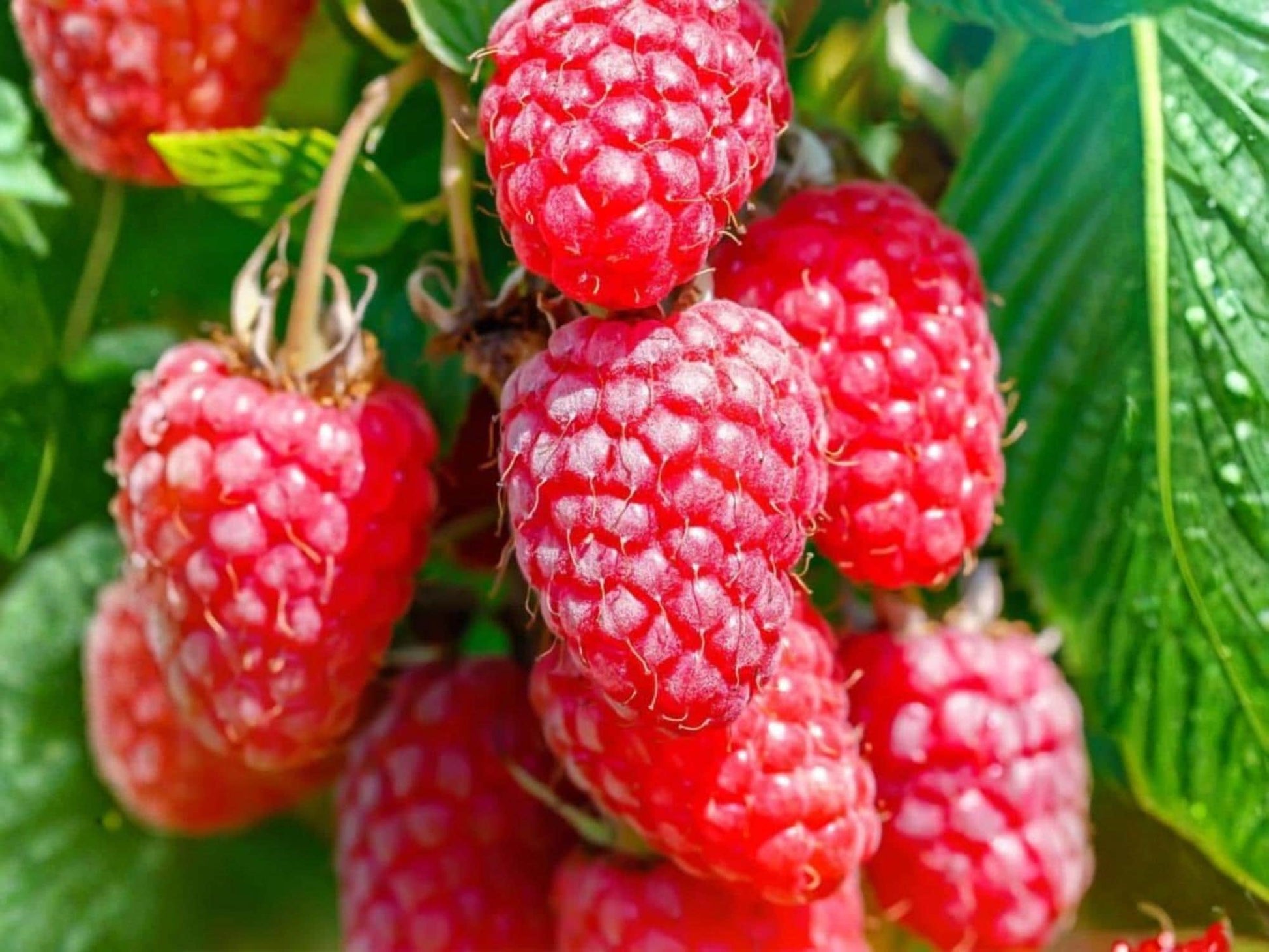 Jaclyn Red Raspberry Live Rooted Starter Plant – Everbearing Rubus idaeus Fruit Shrub for Edible Gardens