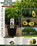 Grafted Hass Avocado Tree Live Plant 12–24 Inches – Persea americana, Fruit Tree, Edible, Organic, Home Garden