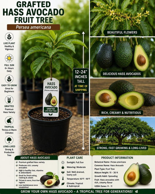 Grafted Hass Avocado Tree Live Plant 12–24 Inches – Persea americana, Fruit Tree, Edible, Organic, Home Garden