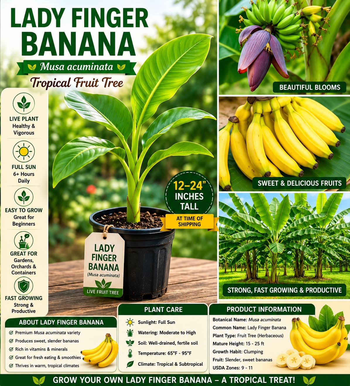 Lady Finger Banana Seedling – Musa acuminata Tropical Fruit Tree, 12-24 inches tall, Edible Banana Plant, Live Plant for Garden