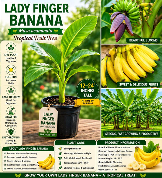 Lady Finger Banana Seedling – Musa acuminata Tropical Fruit Tree, 12-24 inches tall, Edible Banana Plant, Live Plant for Garden