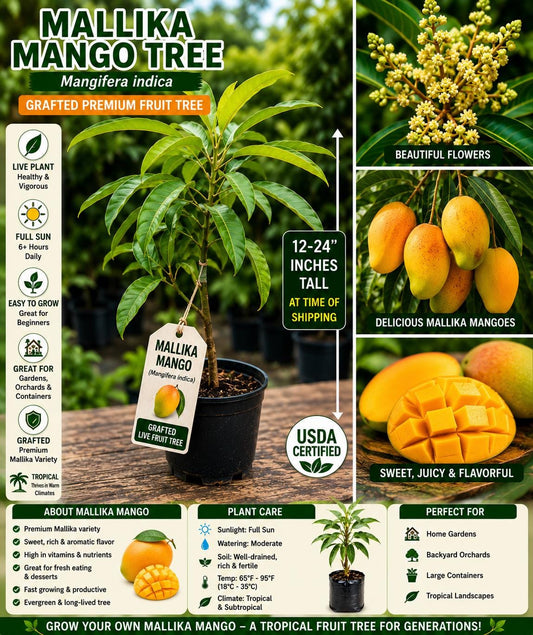 Mallika Mango Grafted Live Fruit Tree 12–24 Inches – Mangifera indica – Tropical Fruit Tree for Garden or Patio