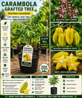 Grafted Carambola Fruit Tree 2–3 Ft Tall – Averrhoa carambola – Live Tropical Fruit Tree – Fast Shipping