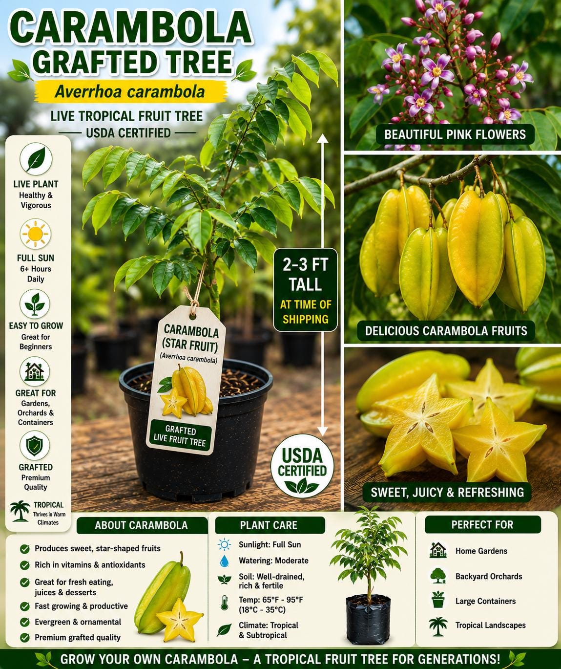 Grafted Carambola Fruit Tree 2–3 Ft Tall – Averrhoa carambola – Live Tropical Fruit Tree – Fast Shipping