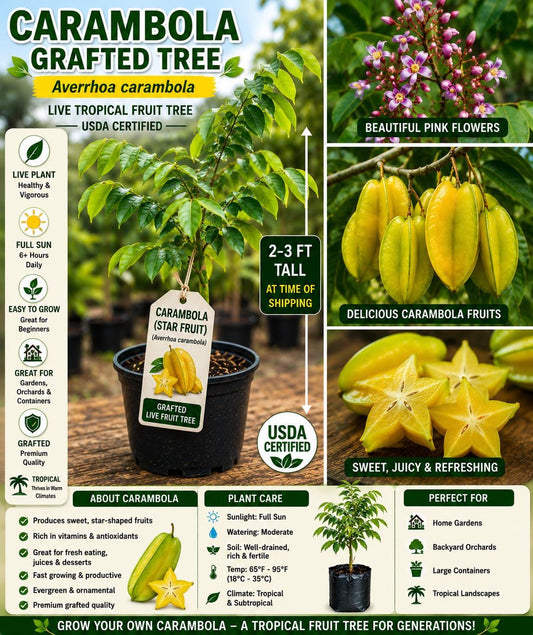 Grafted Carambola Fruit Tree 2–3 Ft Tall – Averrhoa carambola – Live Tropical Fruit Tree – Fast Shipping