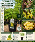 Otaheite Gooseberry Live Fruit Tree 1-2 Ft – Phyllanthus acidus, Non-GMO, Edible Fruit Tree, Tropical Fruit Plant