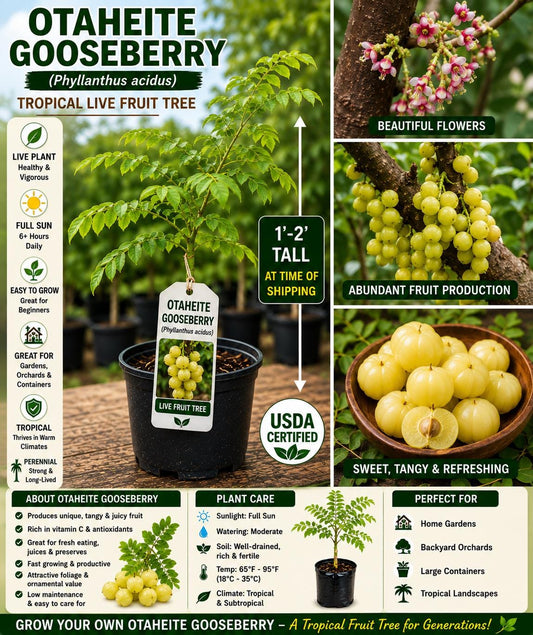 Otaheite Gooseberry Live Fruit Tree 1-2 Ft – Phyllanthus acidus, Non-GMO, Edible Fruit Tree, Tropical Fruit Plant