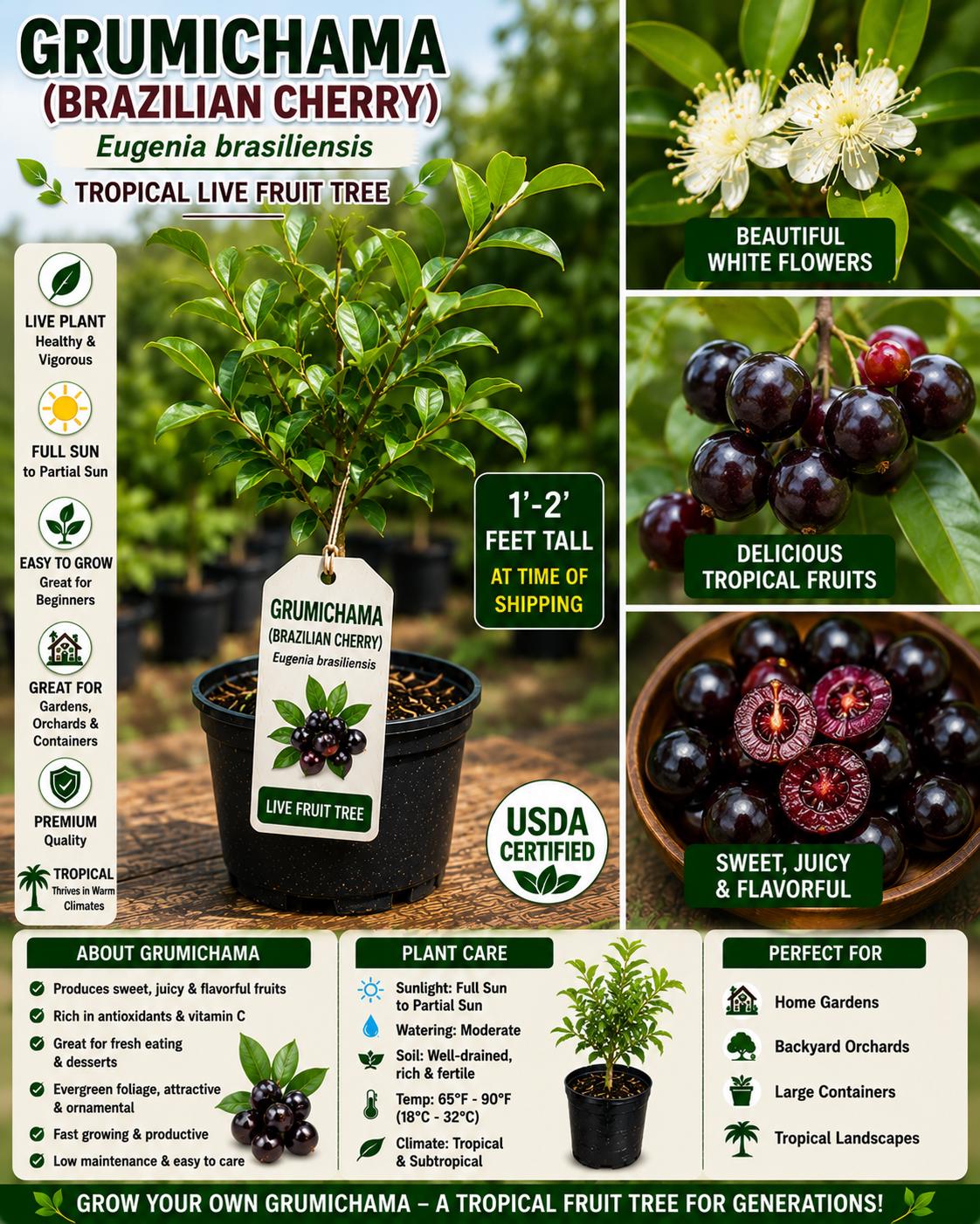 Grumichama Live Fruit Tree 1-2 Ft Tall – Eugenia brasiliensis – Fast Growing Edible Tree for Garden and Patio