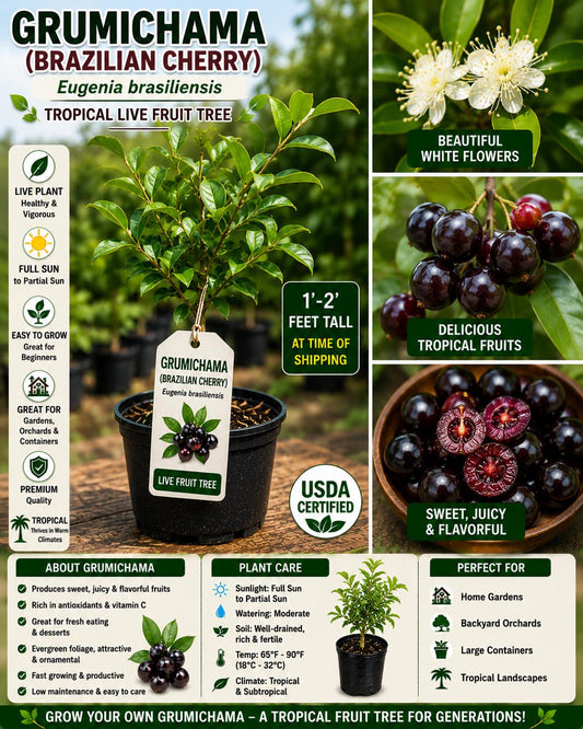 Grumichama Live Fruit Tree 1-2 Ft Tall – Eugenia brasiliensis – Fast Growing Edible Tree for Garden and Patio