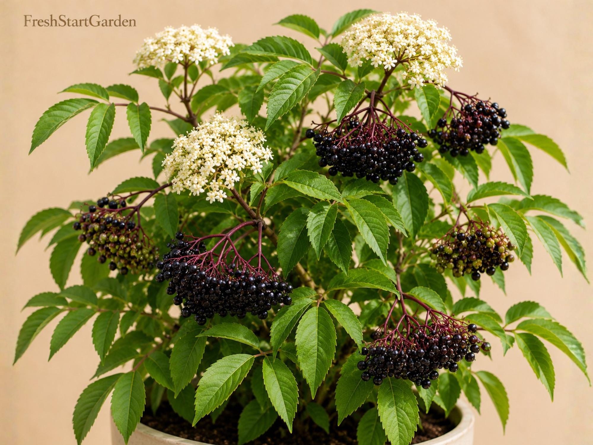American Elderberry Dormant Live Rooted Starter Plant – Sambucus canadensis Berry Shrub for Edible Landscaping