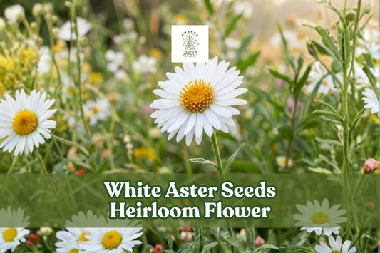 White Aster Flower Seeds – 50 Heirloom Pollinator Perennial Garden Seeds for Borders, Cut Flowers, Cottage Gardens