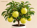 Mutsu Crispin Apple Tree Bare Root – Grafted Malus domestica for Orchard, Edible Landscape, Backyard Garden
